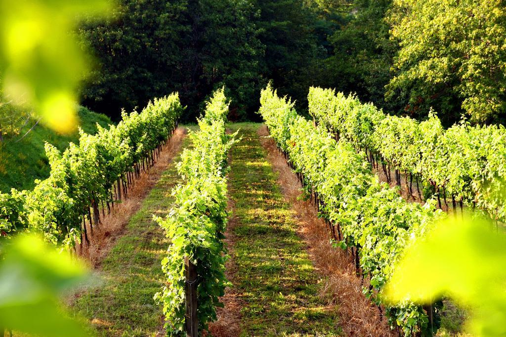 Agriturismo Il Belvedere Palazzago Екстер'єр фото